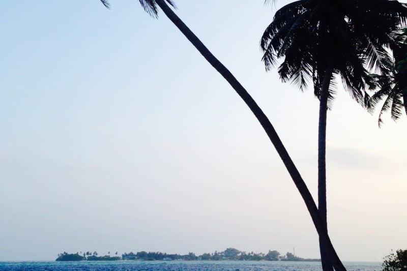 palm trees over the sea with an island in the background