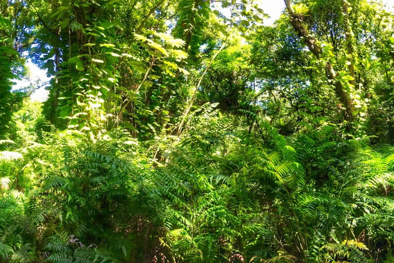 lush trees and ferns