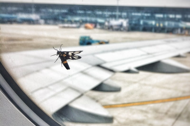 a wasp on the window of the aeroplane
