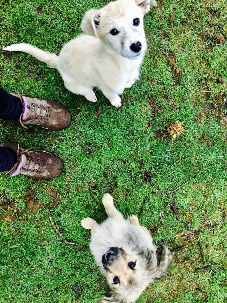 Trail puppies and dirty shoes