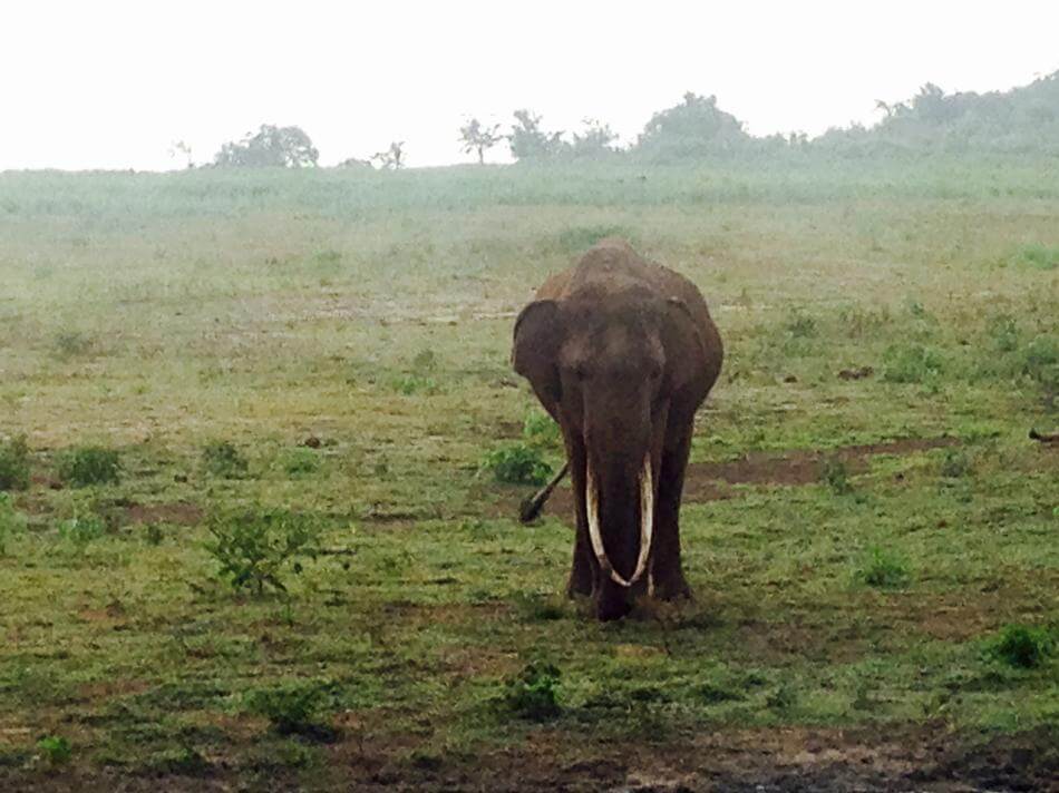 lone male elephant in udawalawe national park with mist