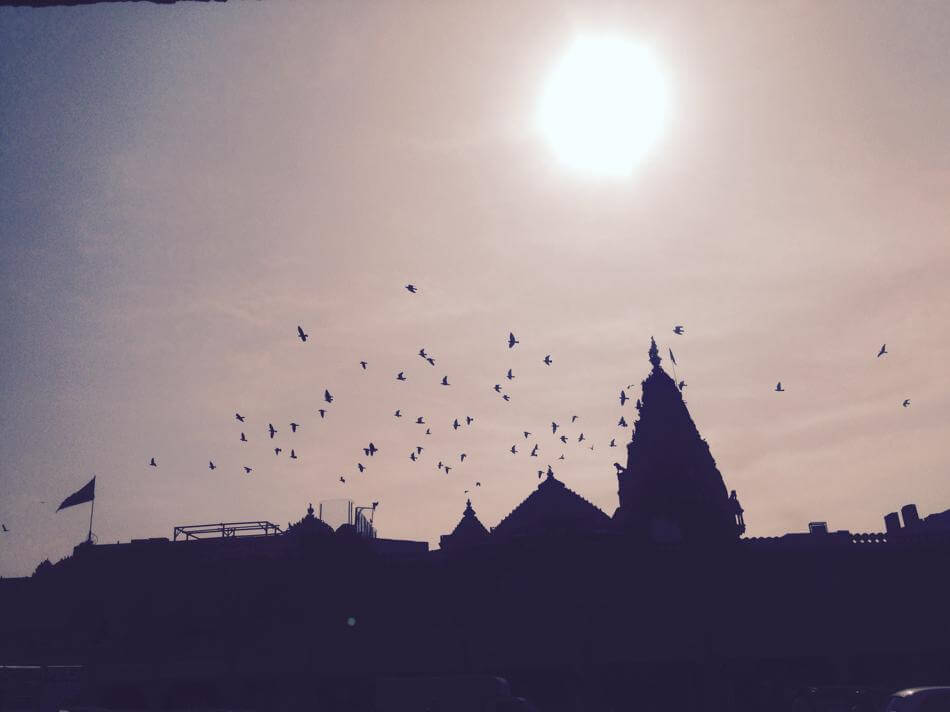 sun over rajasthani with birds getting ready to roost