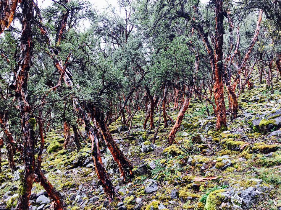 The forests of tress that littered the Lares Trek in Peru.