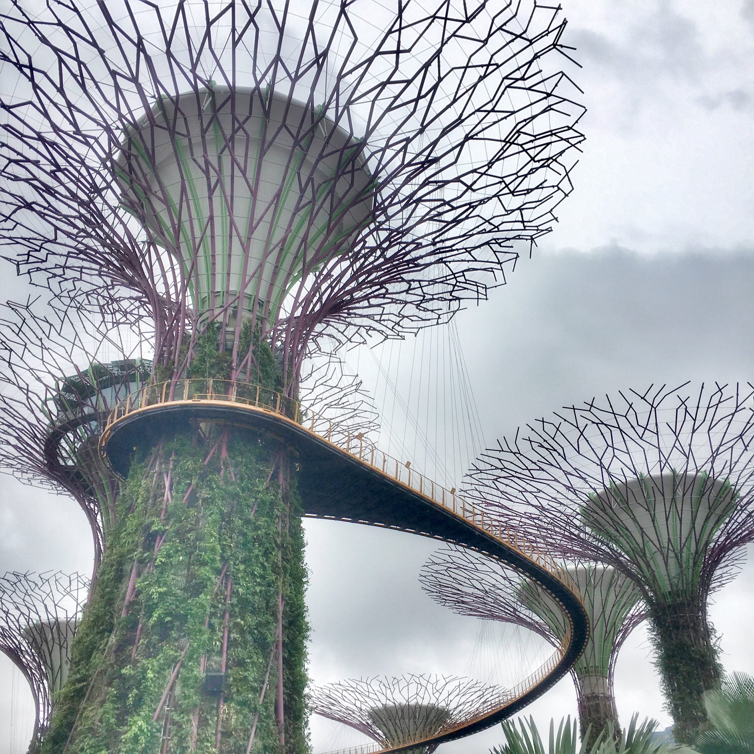 Singapore.CloudForest