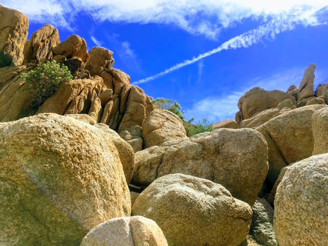 joshuatree